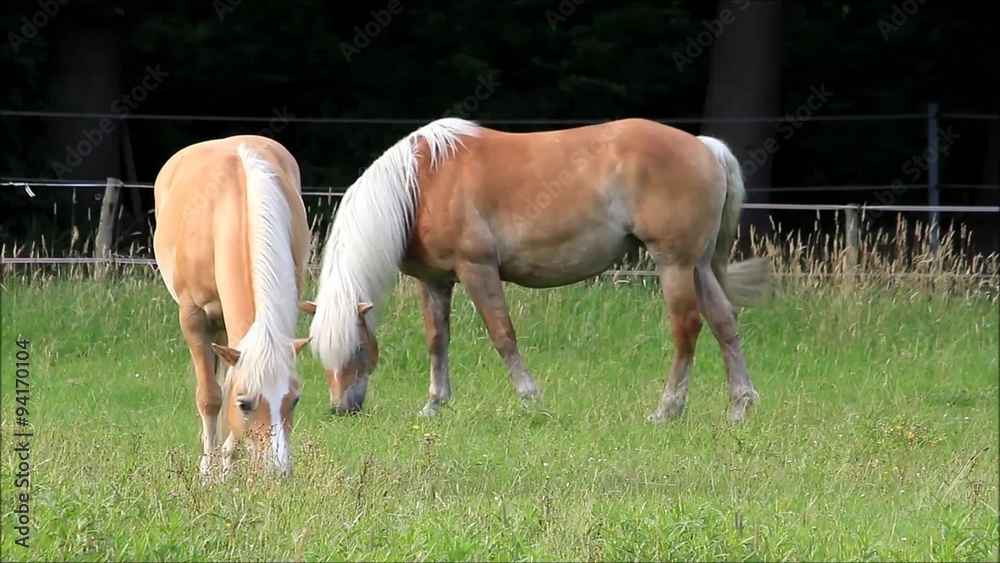 horse, two blond Haflinger grazing on meadow
horse, two blond Haflinger grazing on meadow