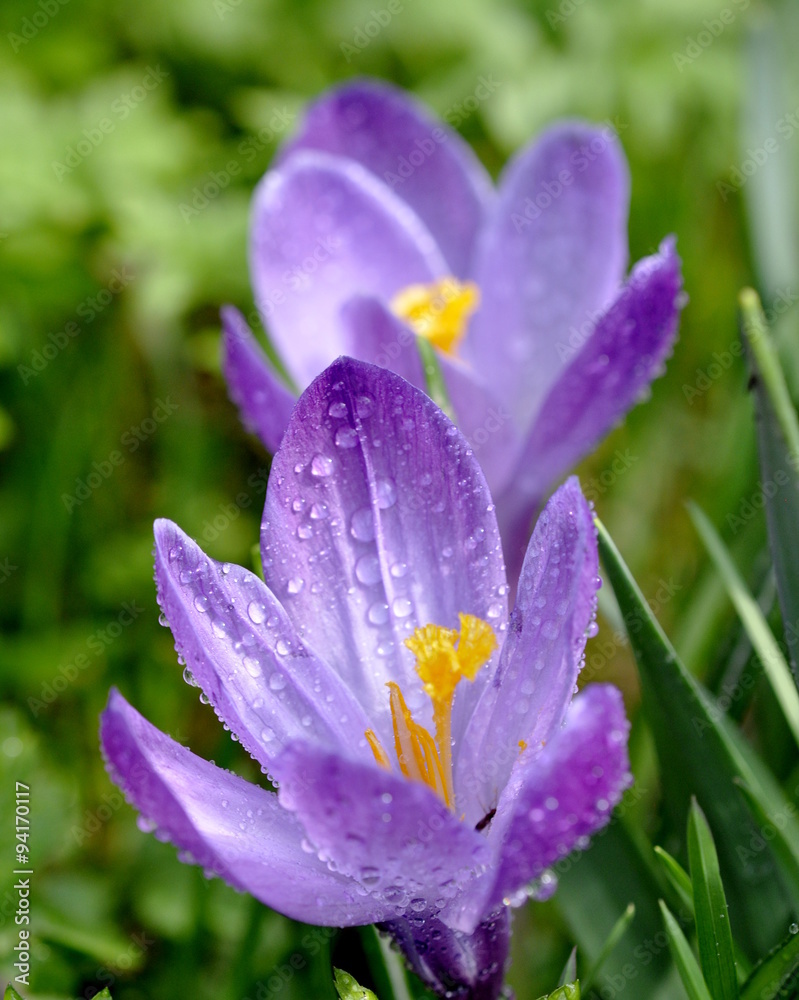 Closeup on purple crocuses  with raindrops