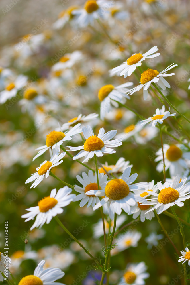 Wild camomile daisy flowers