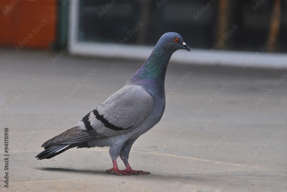 Obraz premium Volcanic Coast