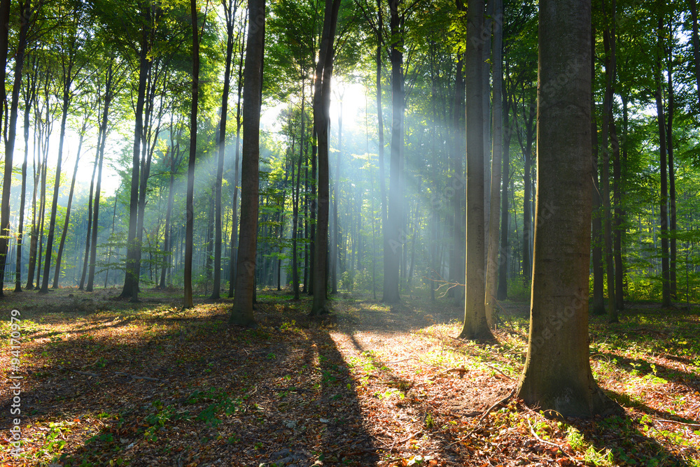 Fototapeta premium Morning in the forest