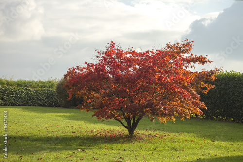 acer palmatum or japanese maple in a garden losing the red leave