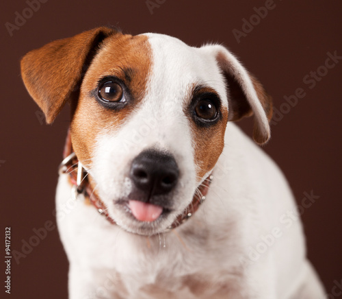 Dog shows tongue