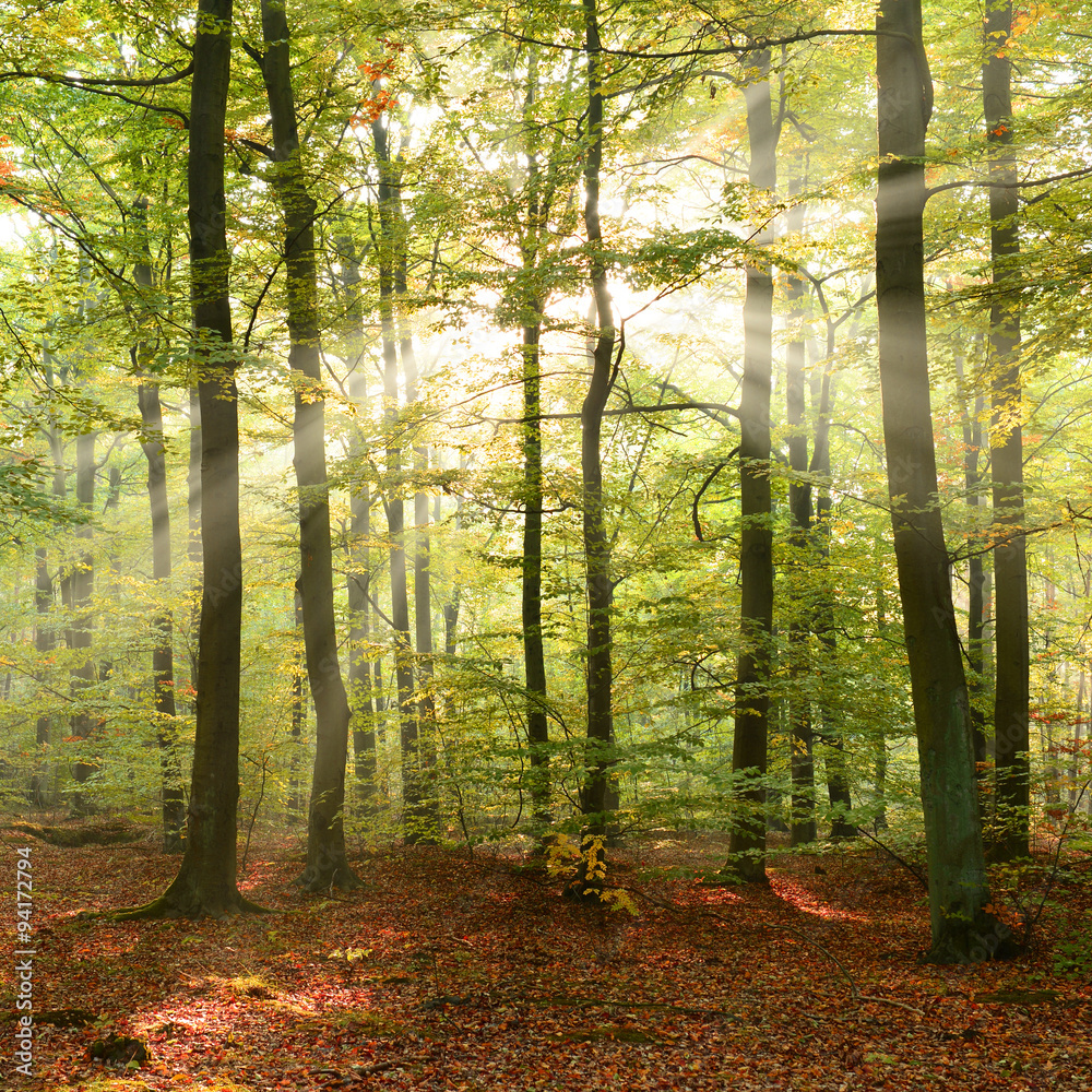 Naklejka premium Morning in the forest