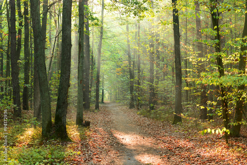 Fototapeta premium Morning in the forest