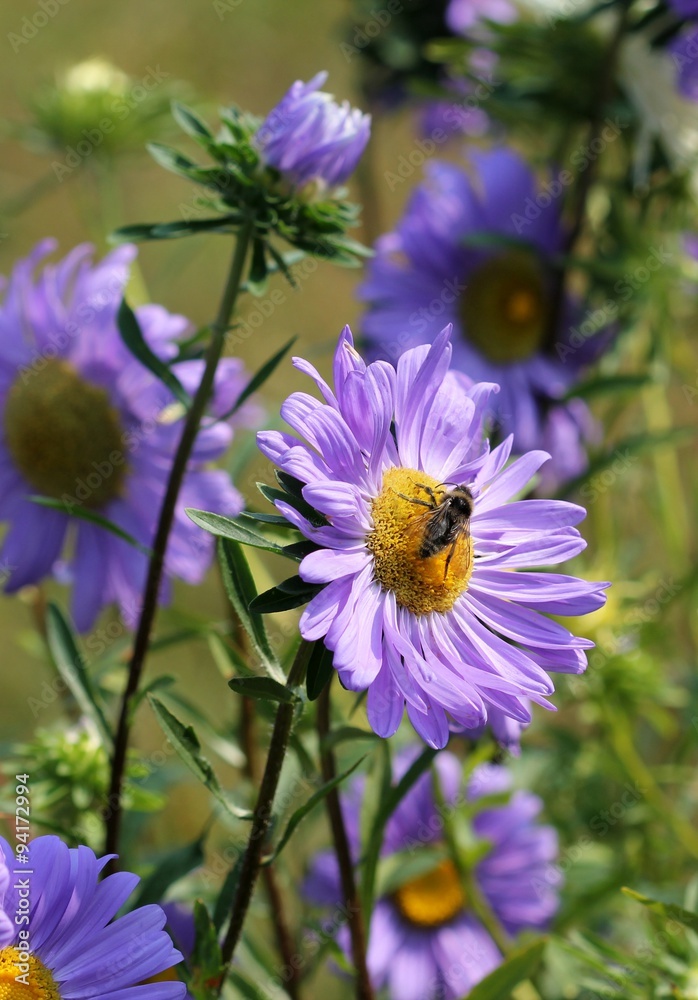Fototapeta premium Лиловые астры в саду и опыляющая их пчела