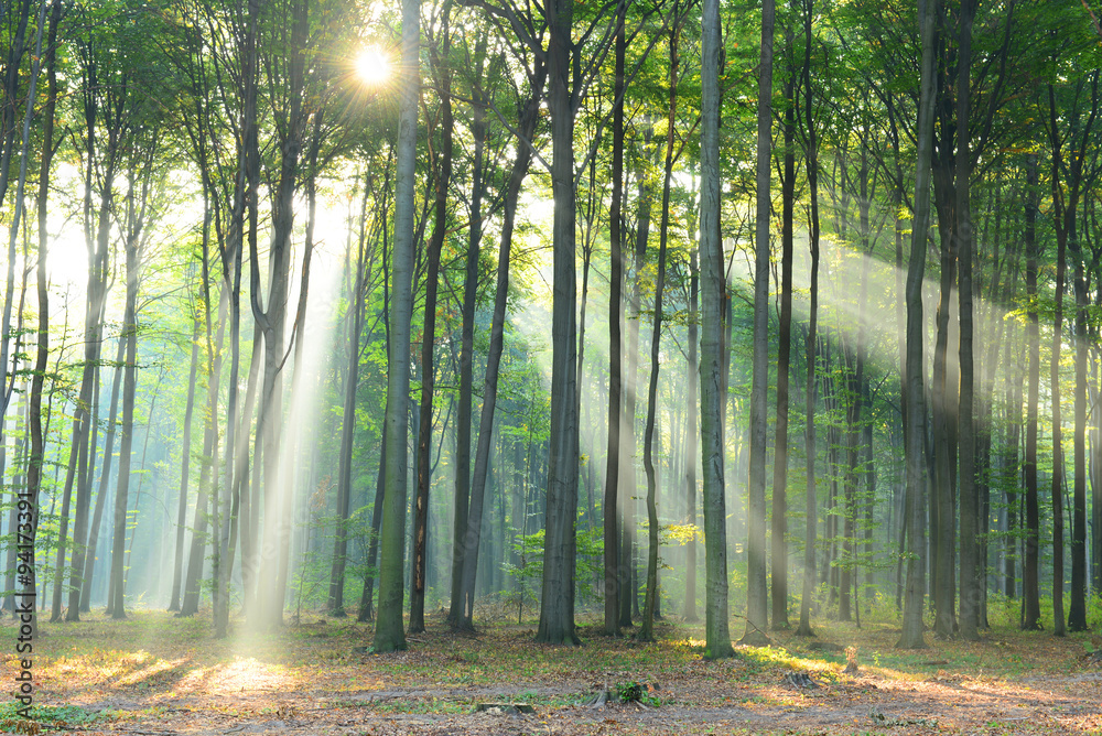 Morning in the forest