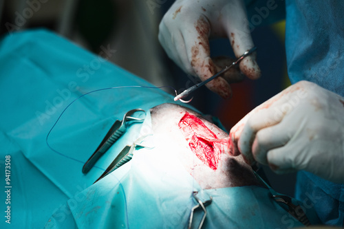 Surgical Suturing at a Vet Clinic photo