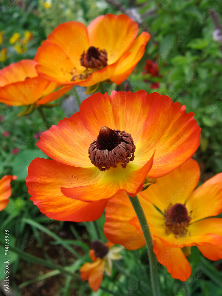 Ranunculus Orange Yellow Ranunculus Orange Yellow