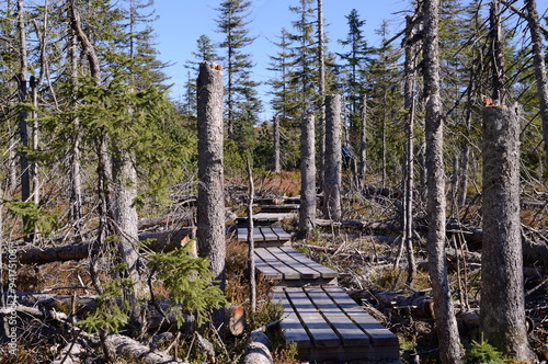 hölzerner Wanderweg durch den Bayerischen Wald photo