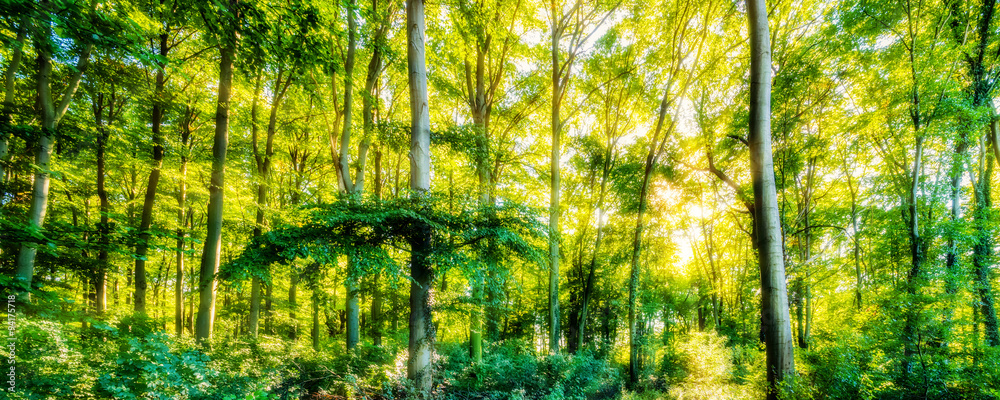 Fototapeta premium Forest with Sunshine