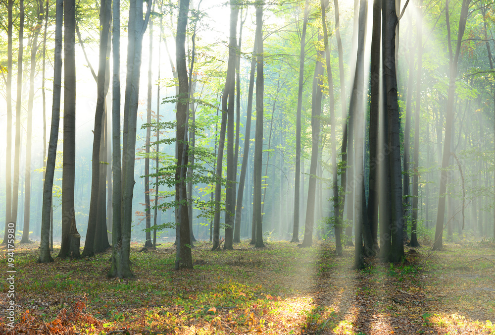 Morning in the forest Morning in the forest