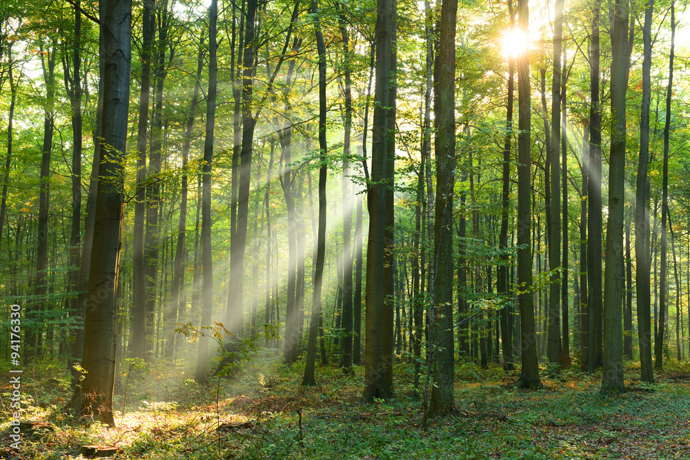 Obraz premium Poranek w lesie