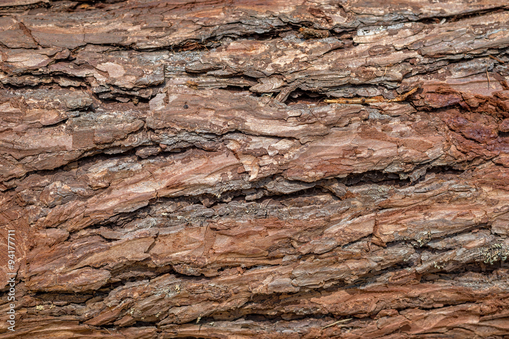 Pine bark  background texture
