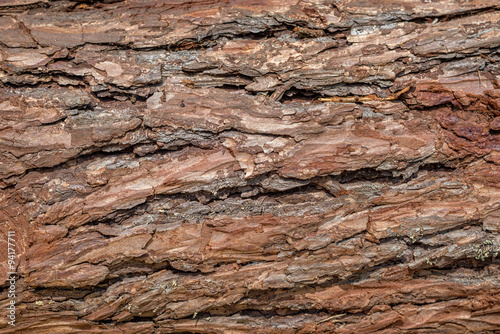 Pine bark background texture