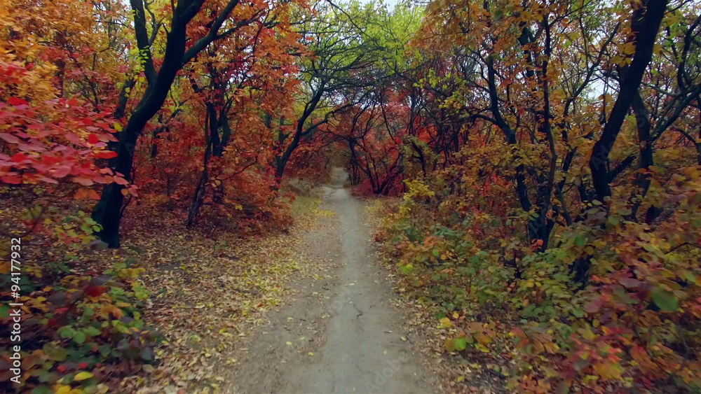 Steadicam: walking under the branches of trees. Alley under the trees. Steadicam: walking under the branches of trees. Alley under the trees.