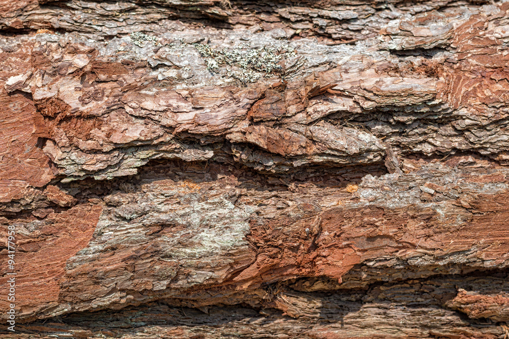 Pine bark background texture Pine bark background texture