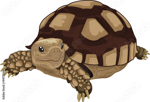 Sulcata tortoise photo