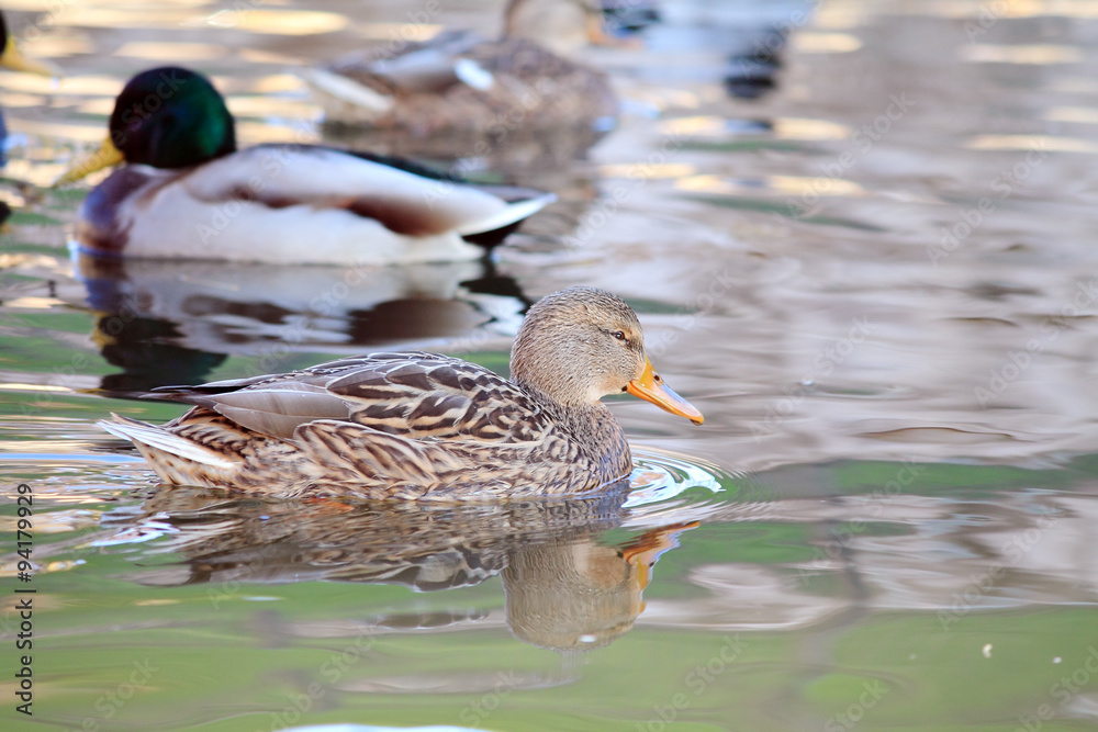 Obraz premium утки в воде 