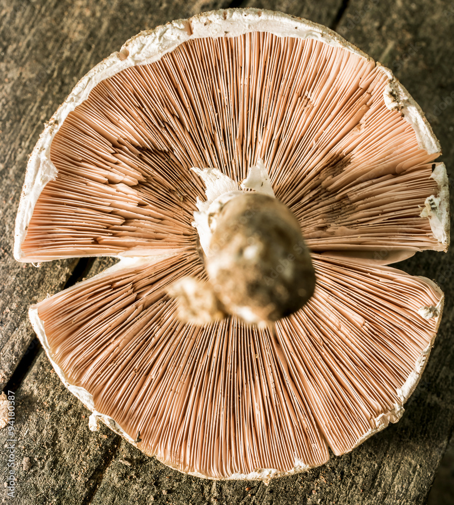 Under the Mushroom Under the Mushroom