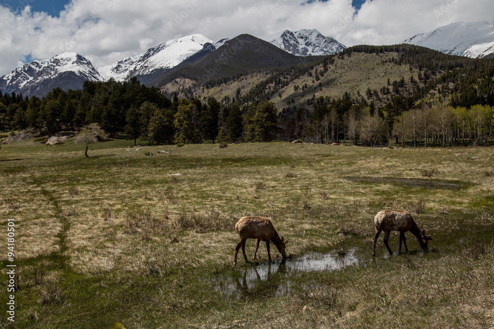 Elk grazing in the grass, Rocky Mountain National Park
