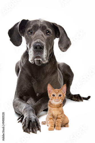 Great Dane and a Red kitten in front of a white background