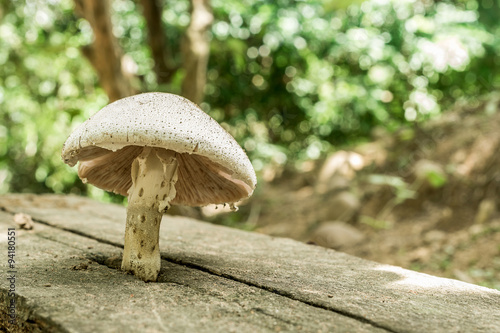 mushroom © aedkafl