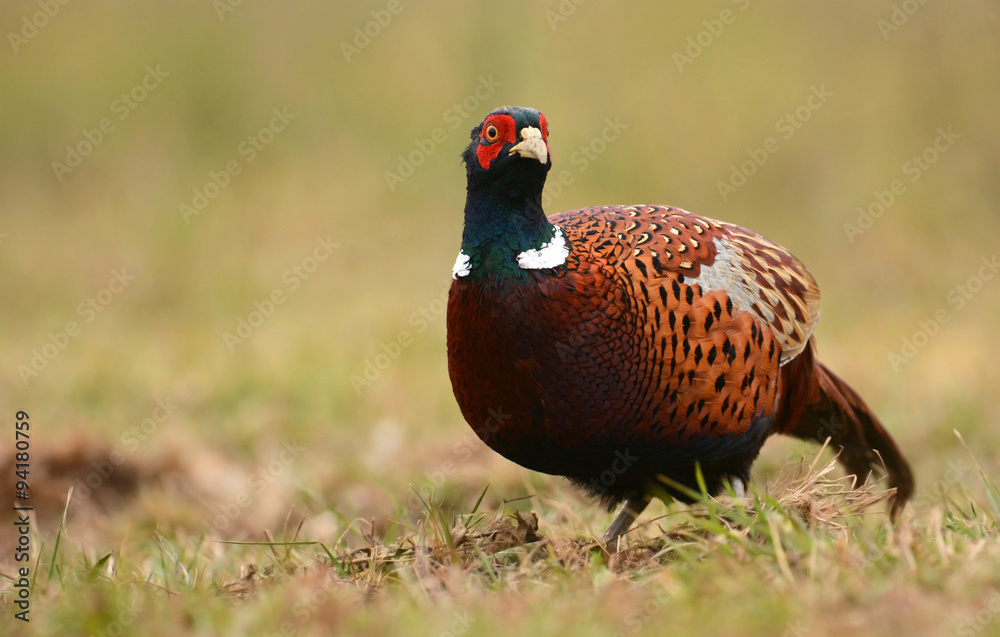 Naklejka premium Ringneck Pheasant (Phasianus colchicus)