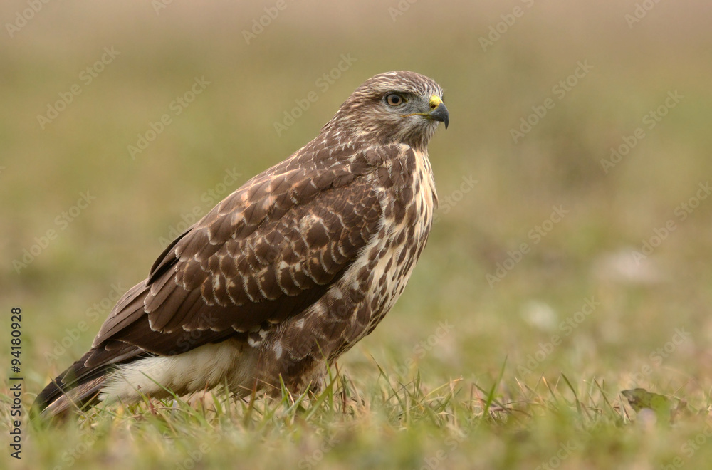 Common buzzard (buteo buteo) Common buzzard (buteo buteo)