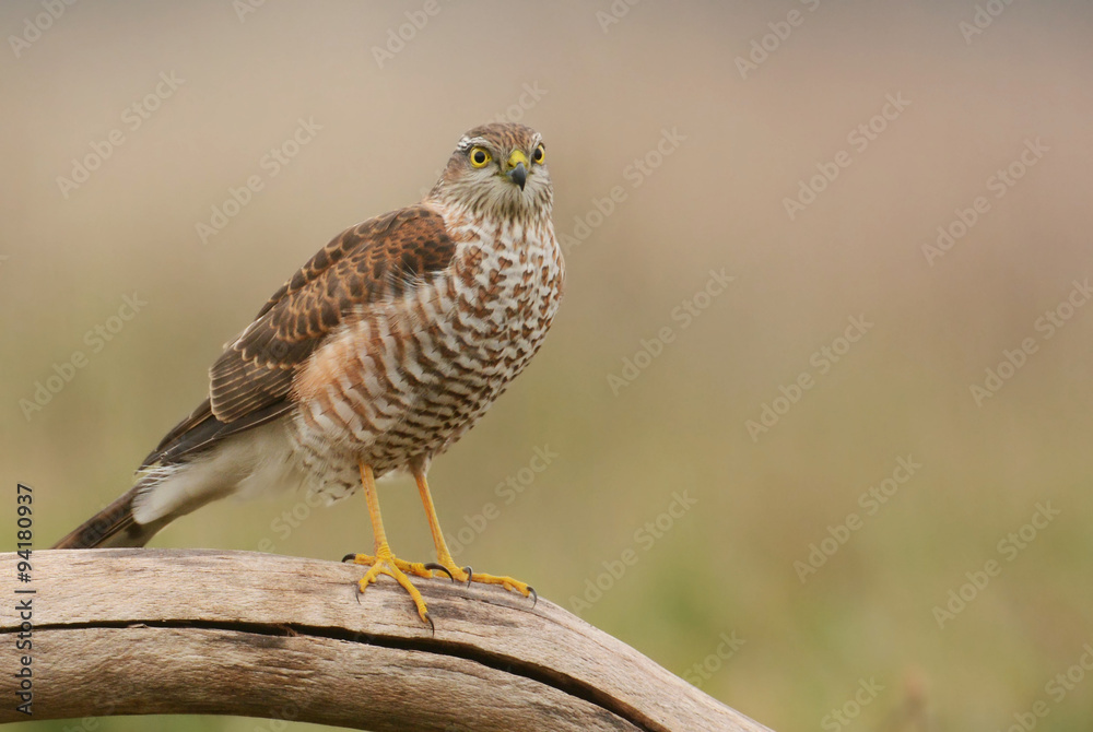 Fototapeta premium Eurasian sparrowhawk