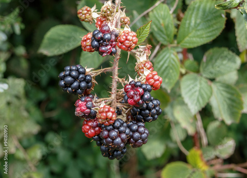 Blackberries ripenng on bramble bushes with red, black green fruit