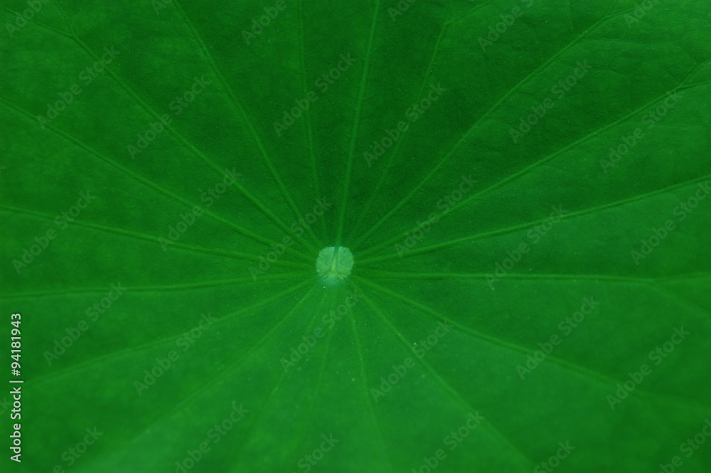 lotus leaf texture background lotus leaf texture background