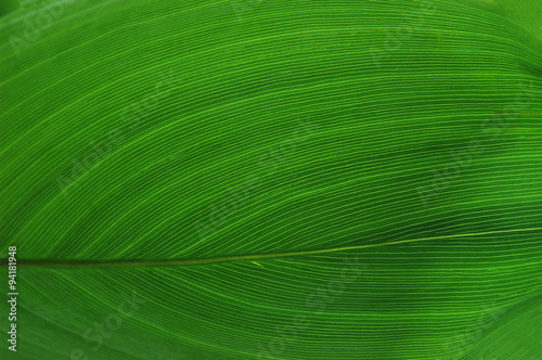 leaf vein texture