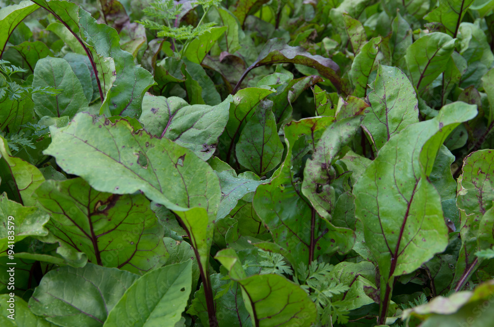 Obraz premium Red Beet Plants