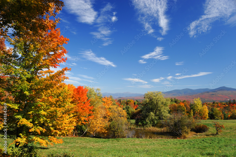 autumn trees