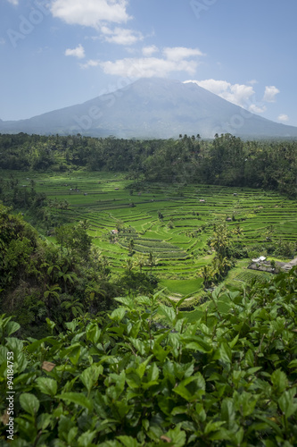 Rice terraces on the volcano Agung. Bali. Indonesia.