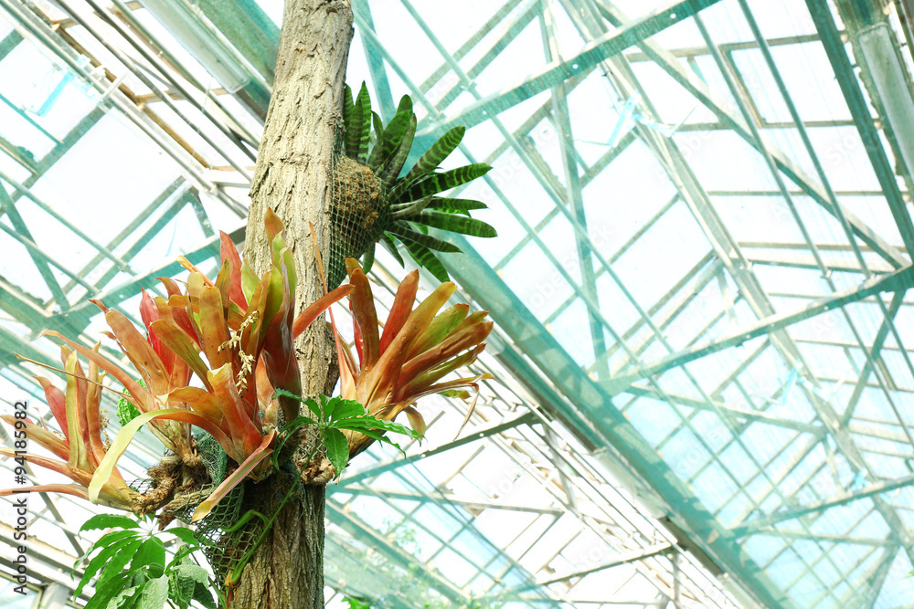 Obraz premium Tropical Plants in greenhouse at botanical garden