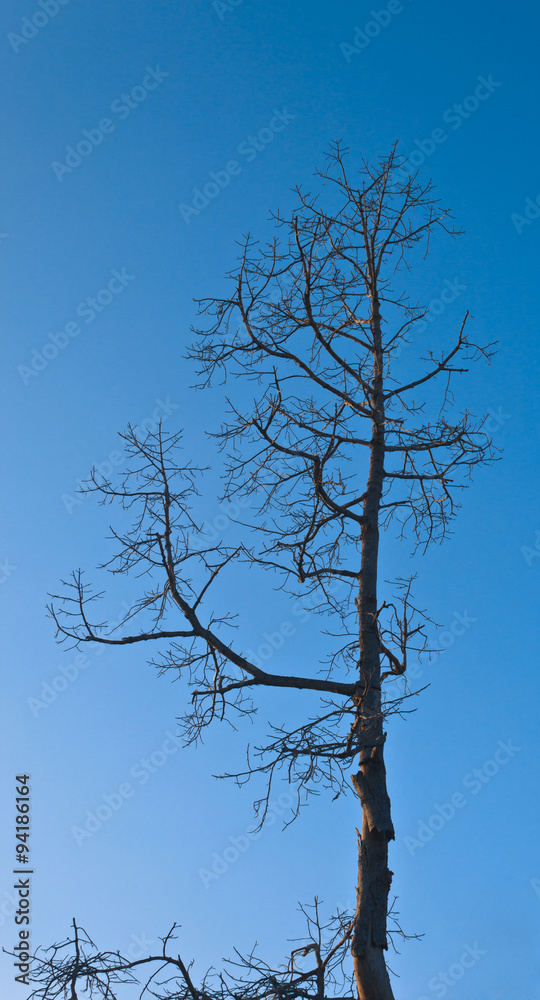 Obraz premium dead tree under blue sky.