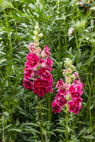 closeup of lilac snapdragon flowers