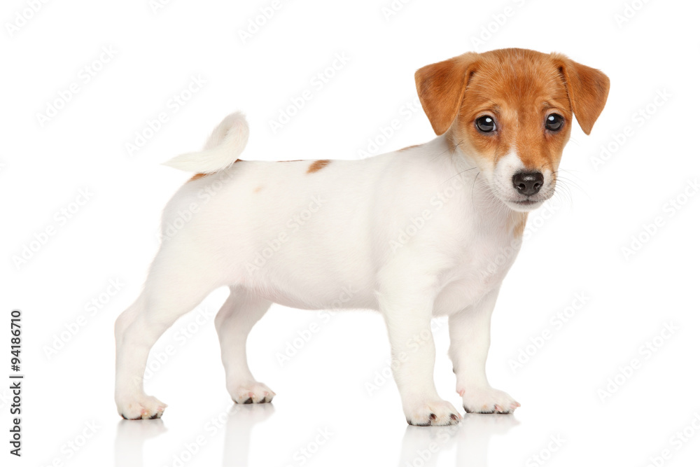 Close-up of Jack Russell terrier puppy