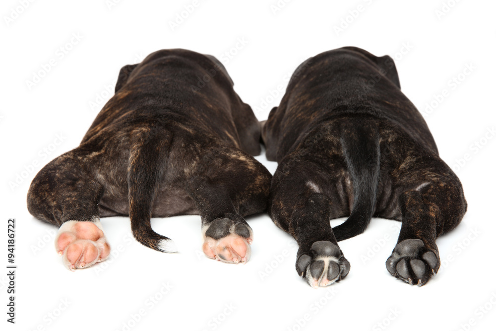 Obraz premium Staffordshire bull terrier puppy paws