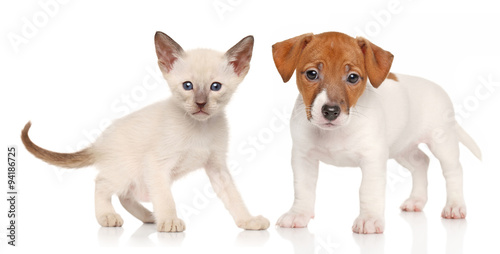 Kitten and puppy © jagodka