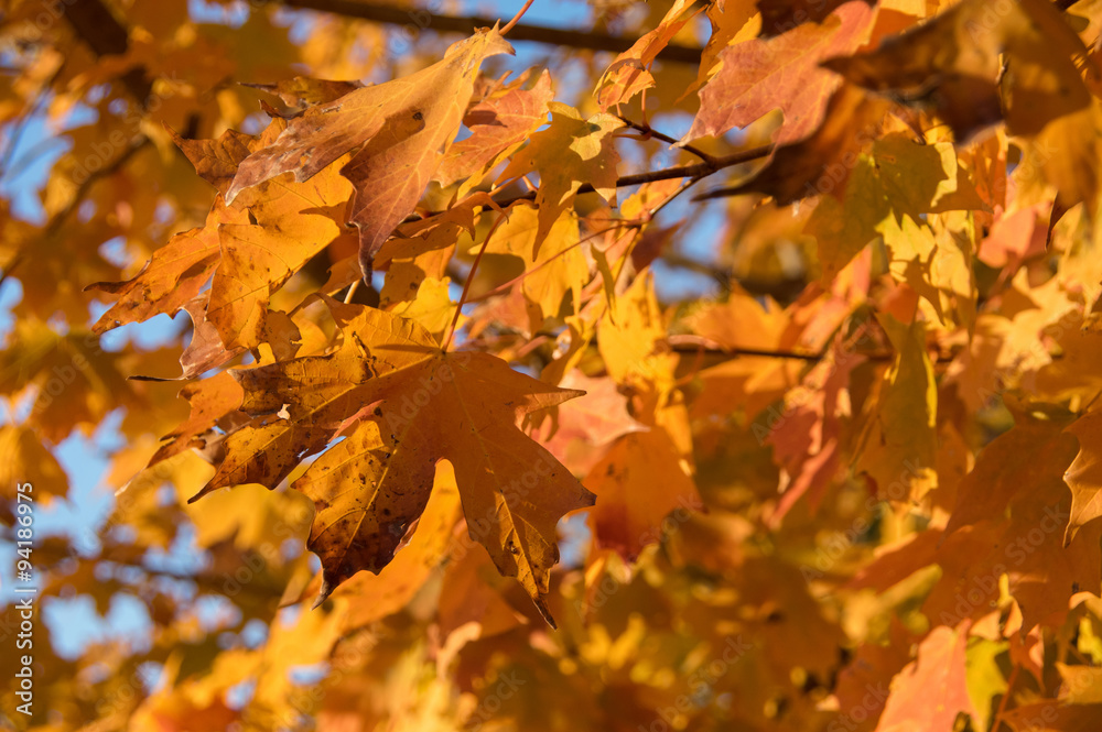 Yellow Fall Leaves