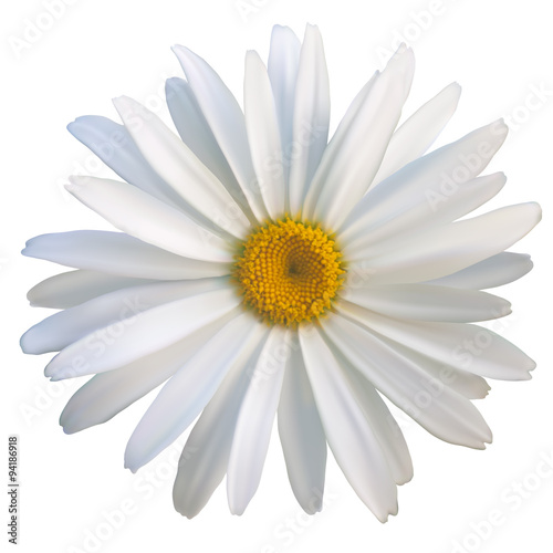 isolated daisy flower close-up on a white background, vector illustration 