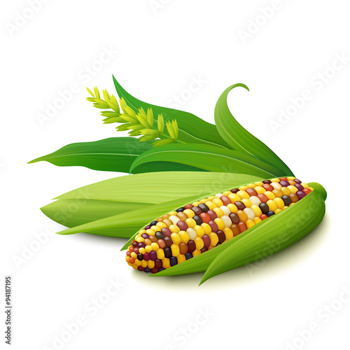 Cobs of colorful Indian corn on white background