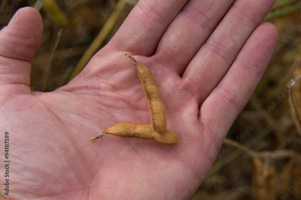 A hand holding some soybean pods. A hand holding some soybean pods.