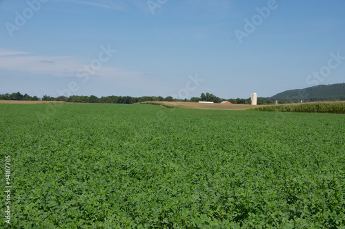 Foto A field of lush green alfalfa.