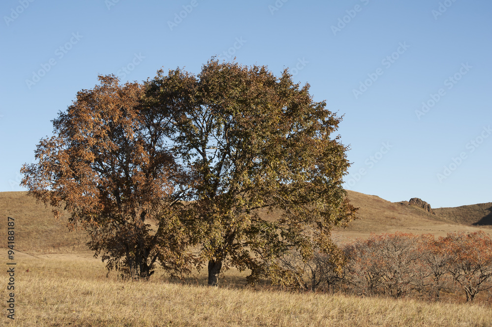 A tree stand in a dried field