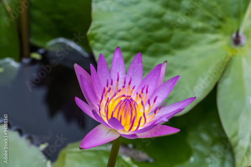 Beautiful Purple Lotus flower