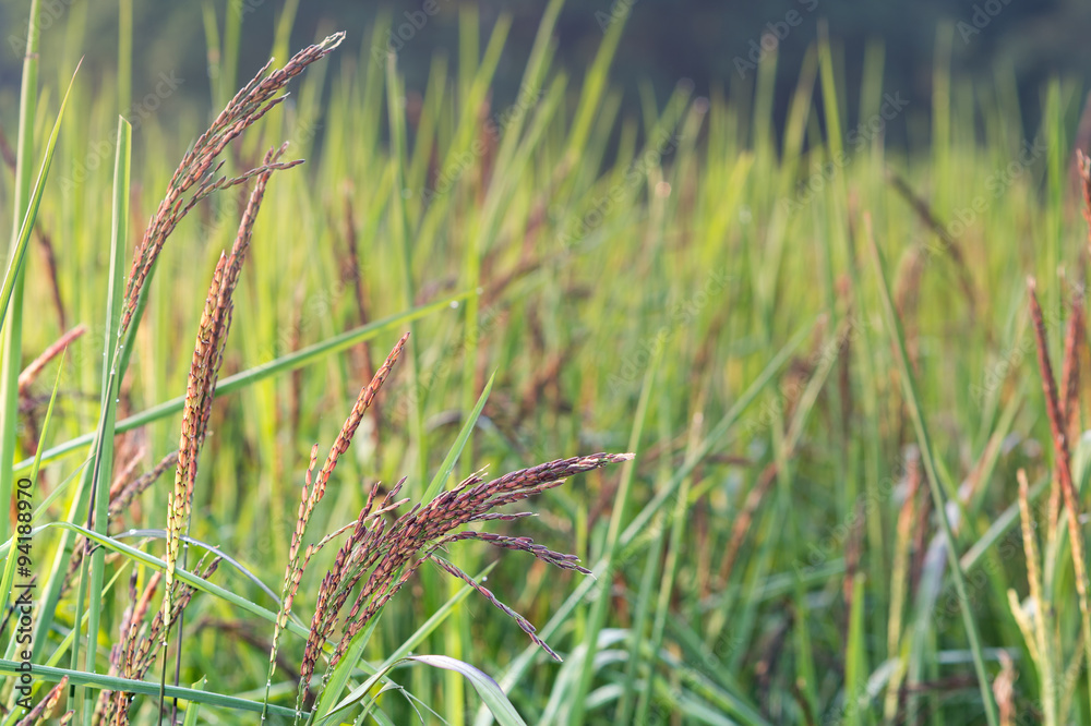 Fototapeta premium Rice and rice spike